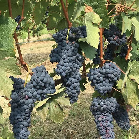 Casa Nizza D'oro Hotel *