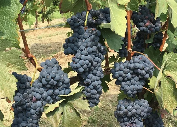 Casa Nizza D'oro 酒店 *